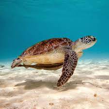 Photo Wallpaper Animals Beautiful Sea Creatures Turtle