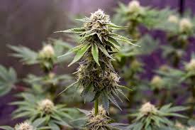 I Was Gonna do a Tony Green JWOWW Grow Log But…IuhForgot - Overgrow.com