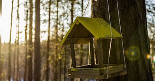 5 Points A Connaitre Sur Les Arbres La Construction Les Fissures Conseil Construction