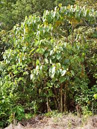 Image result for Macaranga schweinfurthii