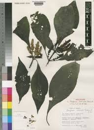 Image result for Isoglossa multinervis