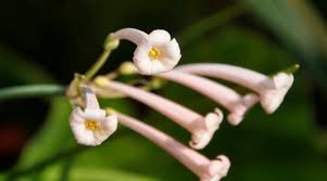 Image result for Cyrtanthus mackenii