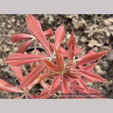 Image result for Aeollanthus neglectus