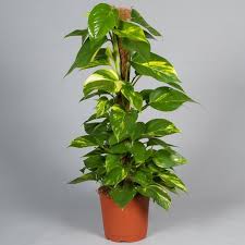 Plantes D 39 Interieur A Faible Luminosite 25 Especes Vertes Et A Fleurs Especes Faible Fleurs Interieur Luminosite Zimmerpflanzen Pflanzen Efeutute