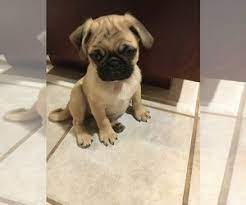 New and used items, cars, real estate, jobs, services, vacation rentals and more virtually anywhere in ontario. View Ad Pug Puppy For Sale Near Oklahoma Tulsa Usa Adn 232020