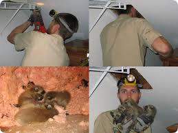 Raccoon Nest In Attic Or Tree Nesting Season