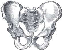The covering of a bone. Hip Bone Wikipedia
