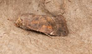 Image result for Cosmia diffinis