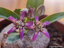 Image result for Raphionacme hirsuta