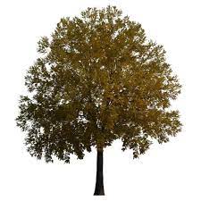 Tree Palm Tree Tree Elevation Palm Elevation Tree Collection Tree Branch Christmas Tree Family Tree Trees Tree Painting Palm Tree Silhouette Maple Tree Tattoos