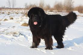 Lovingly reared puppies from health checked parents and provide. The Newfoundland The Only Guide You Ll Need To This Brave Sweet Giant Animalso