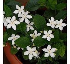 These are the best option for. Arlo Rare Sri Lankan Jasmine Plant White Color 1 Healthy Plant Amazon In Garden Outdoors