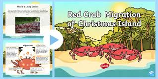 Find the perfect christmas island crabs stock photos and editorial news pictures from getty images. Christmas Island Crab Migration Powerpoint Teacher Made