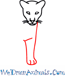 The law designating the florida panther as the official florida state animal is found. How To Draw A Florida Panther