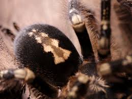 Image result for Centema subfusca