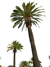There is no psd format for palm tree clipart, palm tree.png images in our system. Palm Png Palm Transparent Background Freeiconspng