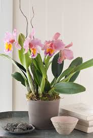Image result for orchid cuttings