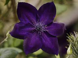 Ut extension agent chris cooper recommends not using hea. Vermont Garden Journal Clematis Vermont Public Radio