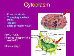 Carries genetic information and controls what happens inside the cell. Cell Organelles Microscopic Organ Like Structures That Help The Cell To Function Ppt Download
