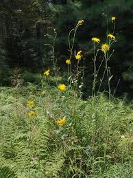 Image result for Dewildemania filifolia