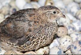 Buktinya, semakin banyak yang memelihara burung puyuh. Cara Beternak Puyuh Petelur Untuk Pemula Kampustani Com