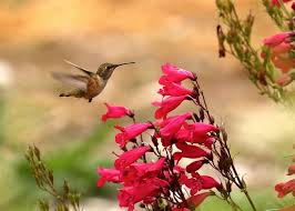 Maybe you would like to learn more about one of these? Allen S Hummingbird At The El Dorado Nature Center Picture Of El Dorado Nature Center Long Beach Tripadvisor