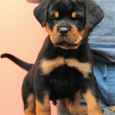 Les Chien Rod De Sidi Bouzid Home Facebook