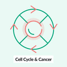 Some, like me, cancer caregivers look normal, and i know their discomfort is tucked neatly away on the inside. General Oncology Amboss