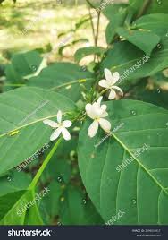 Image result for Holarrhena pubescens