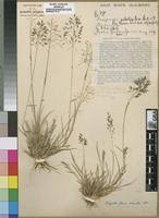 Image result for Eragrostis patentipilosa
