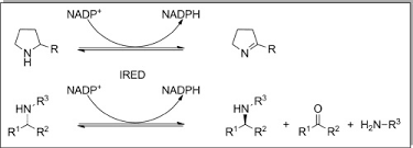 Imine formation requires an acid catalyst, otherwise the reaction is very slow. Characterization Of Three Novel Enzymes With Imine Reductase Activity Sciencedirect