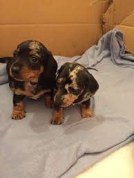 Find puppies in mn from local breeders near you or advertise your puppies for free. Mini Dachshund Puppies For Sale Free Dog Listings