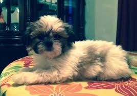 Minimum of 4 dogs earning titles. Apr Shih Tzu Puppies For Sale In Brush Colorado Classified Americanlisted Com