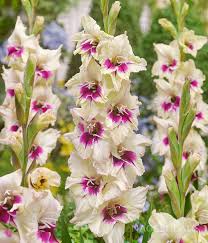 Image result for Gladiolus mosambicensis