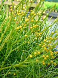 Image result for Psilotrichum schimperi