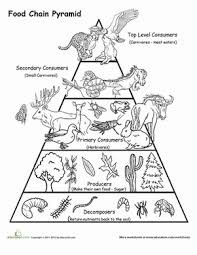 Food Chain Pyramid Worksheet Education Com Food Chain Science Biology Science Worksheets