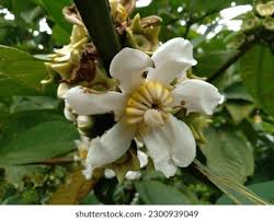 Image result for Anthocleista