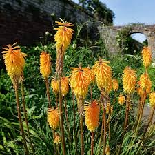 Image result for Uvaria edulis