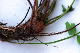 Image result for Asplenium stuhlmannii