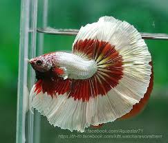 Dsc06567 Betta Fish Types Betta Fish Betta
