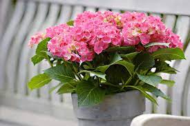 Beide arten sind außerdem recht empfindlich gegenüber frost. Hortensien Im Topf Als Zimmerpflanzen Freudengarten