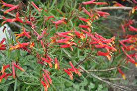 Image result for Tephrosia laxiflora