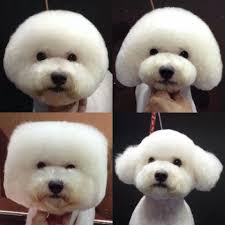 ✓ free for commercial use ✓ high quality images. Amazing Dog Hairstyles Dog Grooming Dog Grooming Styles Bichon Dog