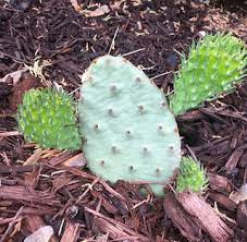 And it has earned some slack within the the prickly pear cactus can withstand some serious variations in growing conditions. How To Grow Cold Hardy Prickly Pear Cactus Edible Rare Unique Duffy Meadows Research Consulting