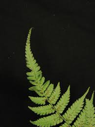 Image result for Diplazium humbertii