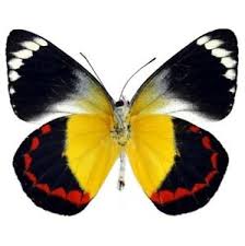 Swallowtail butterflies are large, colorful butterflies in the family papilionidae, and include over 550 species. Delias Timorensis One Real Butterfly Black Red Yellow Indonesia Ebay