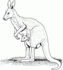 Kangaroo coloring pages are outline pictures of the most jumping animal on the planet. Free Printable Kangaroo Coloring Pages For Kids Kangaroo Art Kangaroo Illustration Kangaroo Drawing