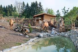 mongolische steppe zoo zurich zurich switzerland by vetschpartner landschaftsarchitekten zoo animals zoo shasta lake