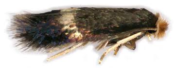 Image result for Stigmella floslactella