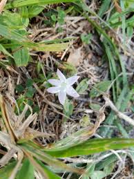 Image result for Richardia scabra